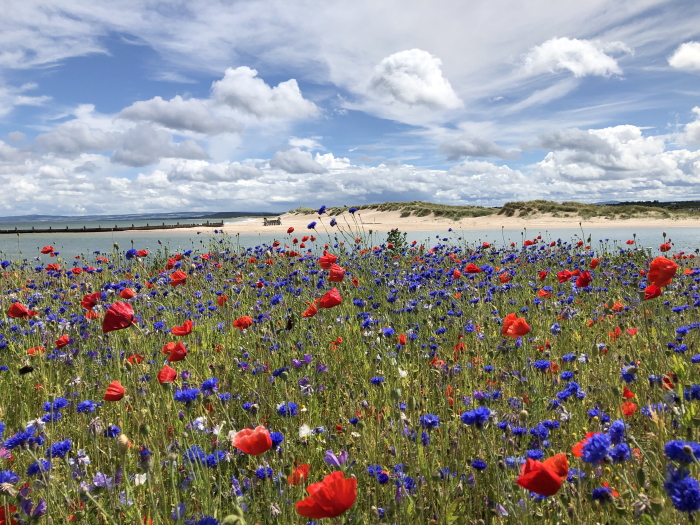 Wildflower-Bed-at-Lossiemouth-Esplanade-Moray